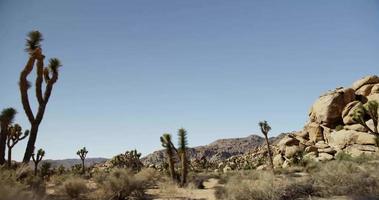 Traveling shot of dry and hoy scenary with spiny plants, bushes and mountains in 4K video