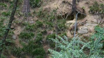raro lupo rosso in via di estinzione che esplora l'habitat | filmati stock gratuiti