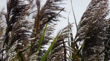 Close up of brown palm tree branches and green leaves moved by the wind in 4K video