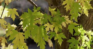 Yellow and green texture of leaves with brown defocused background with trunks in 4K video