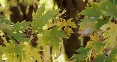 prachtige boomtakken creëren een natuur textuur met intreepupil bos op achtergrond in 4k video