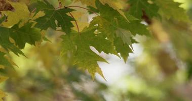 Green leaves moved by the wind with bokeh background of trees in 4K video