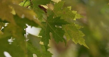 ramas de árboles movidas por el viento con primer plano y fondo desenfocado en 4k video