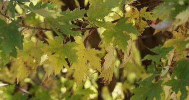  Tree branches creating a green texture in forest with background defocused in 4K video