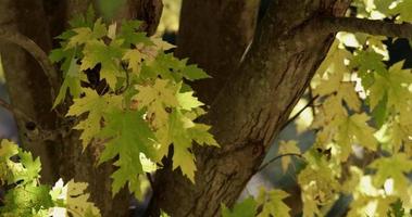scena naturale con alberi forestali, rami e foglie con sfondo sfocato in 4K video