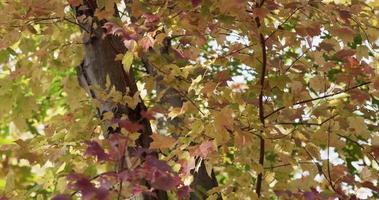 Nature texture of green, red and yellow leaves in forest trees in 4K video