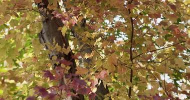 Texture of trees in forest with red and yellow leaves in 4K video