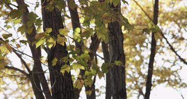 Low angle shot of green leaves, branches and trunks on clear sky background in 4K video