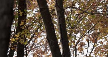 Hermosa textura de pequeñas hojas amarillas y rojas moviéndose lentamente en el bosque en 4k video