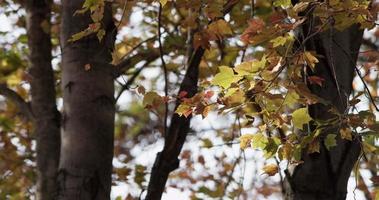  Close up of branches with brown and yellow leaves moved slowly by the wind in 4K video