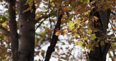 feuilles jaunes et rouges marbrées dans les branches d'arbres avec des mouvements relaxants en 4k video