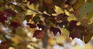 Natural template of red leaves moved by the wind with blurried trees in background in 4Kcolorful, beautiful video