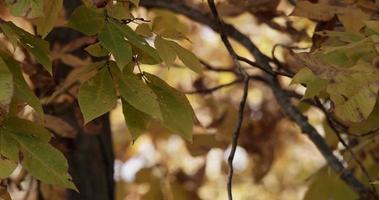  Nature scene with focused mottled leaves in foreground on forest background in 4K video