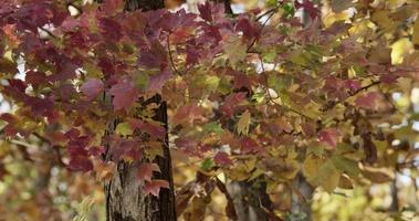 Scène de nature texturée de feuilles rouges et vertes dans des brances d'arbres se déplaçant lentement sur fond flou en 4k video