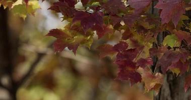 Beautiful  nature scene of red leaves moved slowly by the wind on blurred green forest background in 4K video