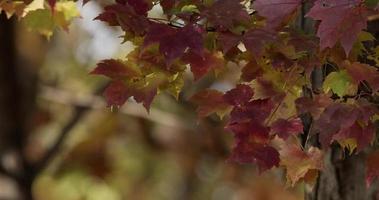 Beautiful  nature scene with red leaves in right side of the scene in 4K video