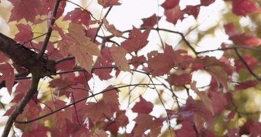 Extreme  close up of pink and red leaves moved by the wind on blurred sky background in 4K video