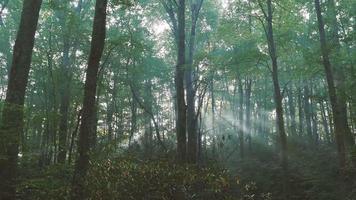 sole che splende raggi di luce attraverso gli alberi nella foresta | filmati stock gratuiti video