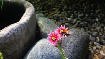 Bee on a flower 4k video