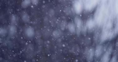 cena de inverno na floresta com neve caindo do canto superior esquerdo ao canto inferior direito em 4k video