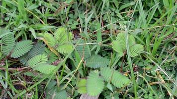 plantas somnolientas video