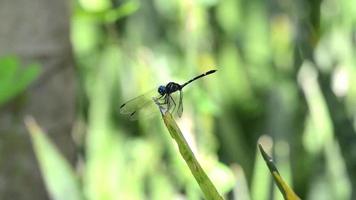 libellule aux yeux bleus video