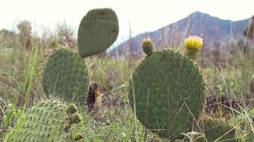 herbe et plante de cactus nopal video