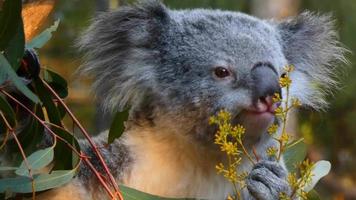 koala comiendo planta 4k video