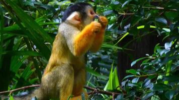 Capuchin Monkey Eating Fruit 4K video