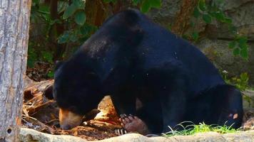 urso preto na floresta 4k video