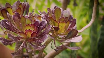 stachelige grüne und lila Pflanzen im Garten video