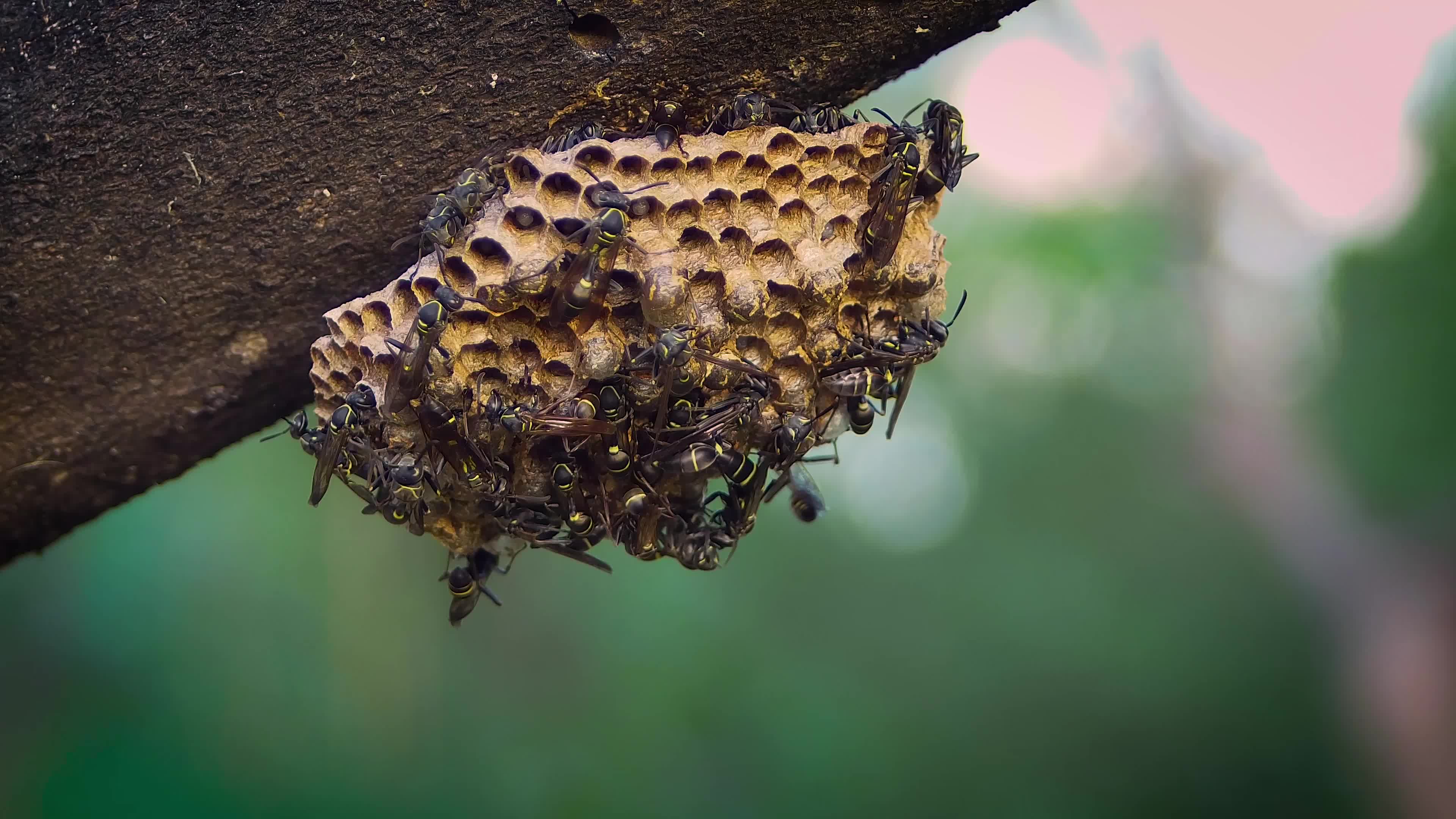 Close Up Of Wasp Nest And Tree Free Hd Video Clips Stock Video Footage Close Up Of Wasp Nest And Tree Free Hd Video Clips Stock Video Footage