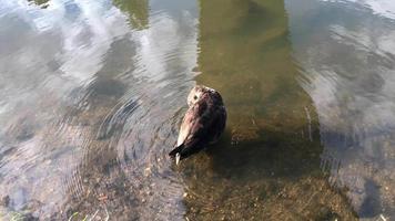 pato en el agua en 4k video