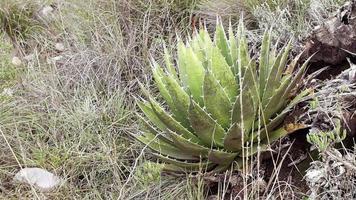 plante de cactus dans la montagne video