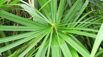 Detail Of Spiral Growing Plant video