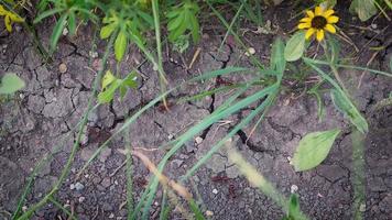 fourmis courant dans l'herbe video