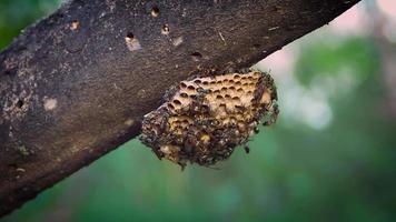 ninho de vespa no tronco