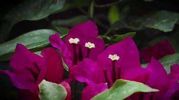 Nahaufnahme von Bougainvillea Blumen video