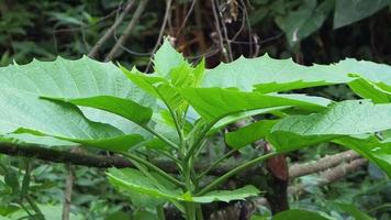 grüne Pflanze mit einem Bündel Blätter video