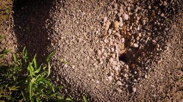 piccole pietre sul formicaio video