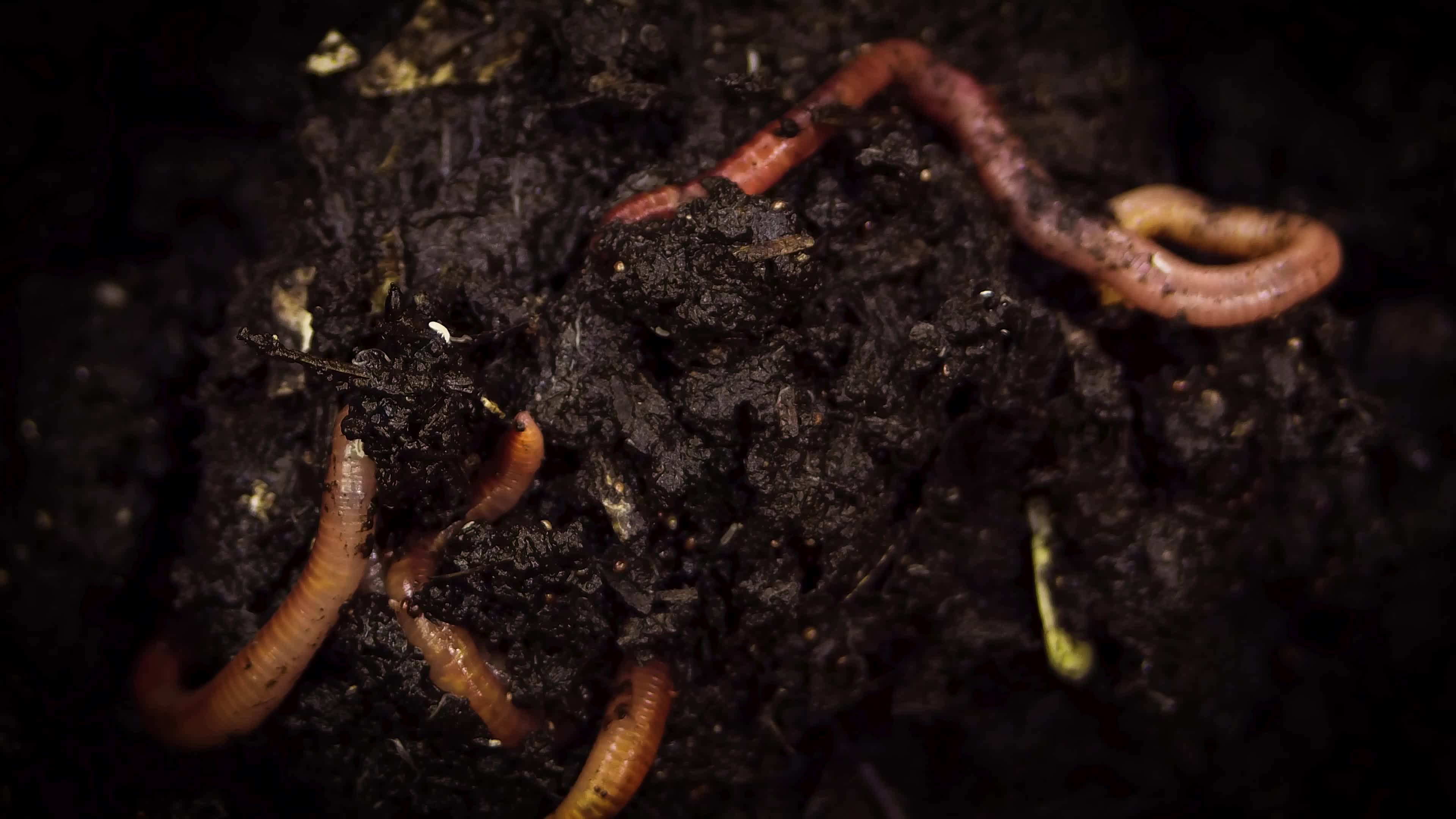 Earthworms In The Compost Box 1617143 Stock Video at Vecteezy