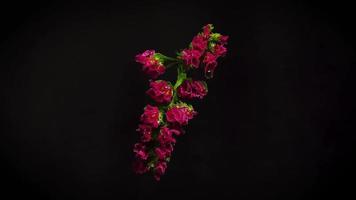 petites fleurs roses dans l'obscurité video