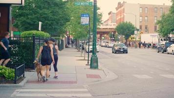 femmes avec un chien marchant sur le passage pour piétons et le trottoir video