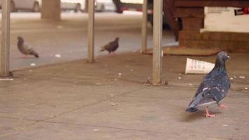 Palomas caminando sobre la acera sucia en busca de comida video