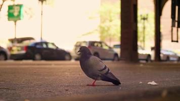 duif op vuile straat met auto's op achtergrond video