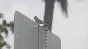 pajarito en un cartel metálico en un día soleado video