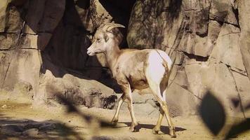Young Ram Walking In The Zoo