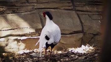 Silver Pheasant In Zoo Habitat video