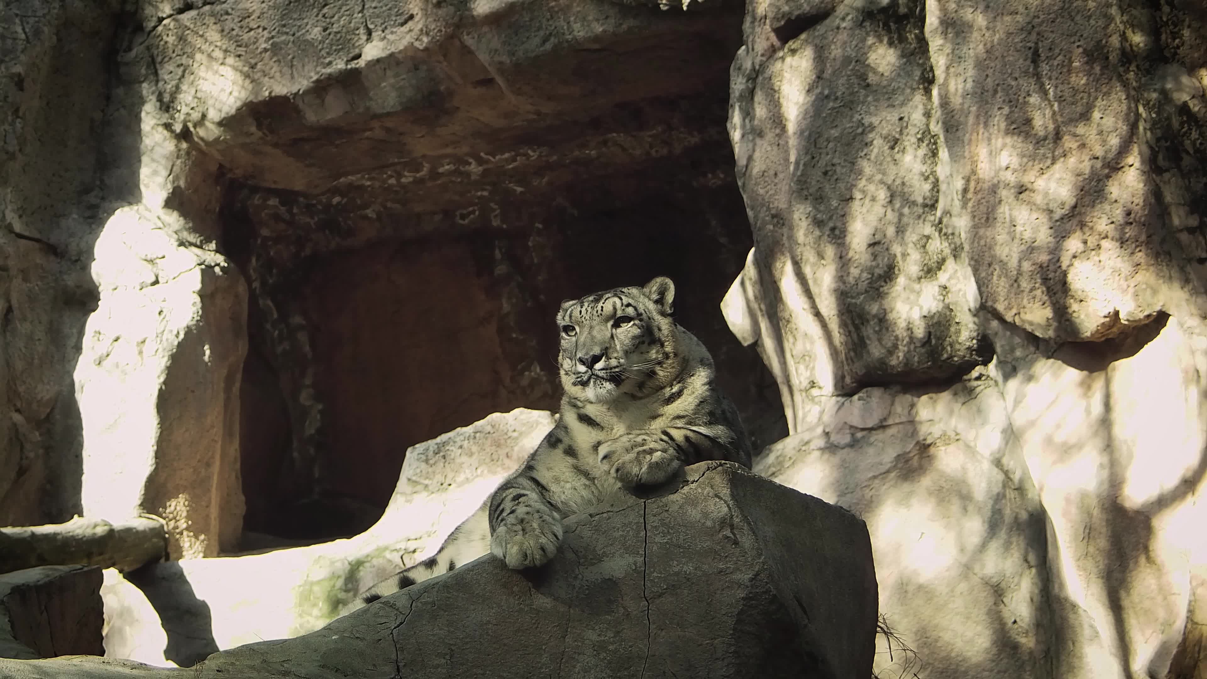 Snow Leopard In Zoo Habitat 1618919 Stock Video at Vecteezy