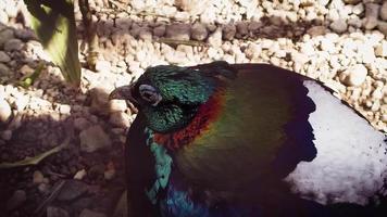 Pheasant In Zoo Habitat Slow Motion